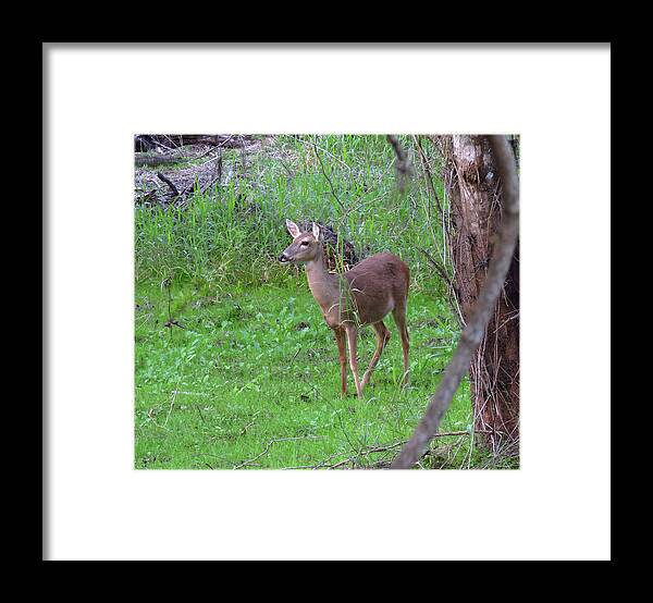 Doe Framed Print featuring the photograph Doe in Nature #1 by Rosalie Scanlon