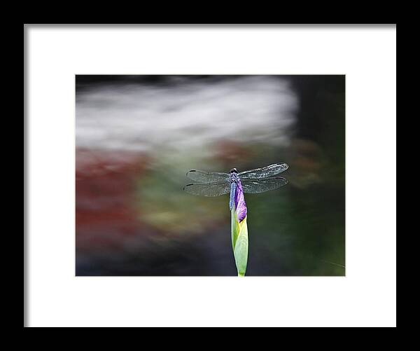 Water Framed Print featuring the photograph Dragonfly #1 by Katherine White
