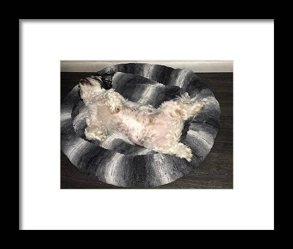 Shih-tzu Sleeping Framed Print featuring the photograph Dreamland #1 by Val Oconnor