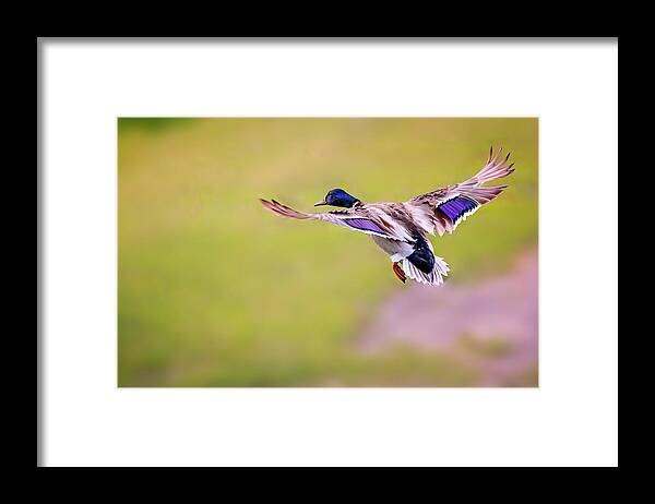 Animal Framed Print featuring the photograph Duck-drake by Peter Lakomy