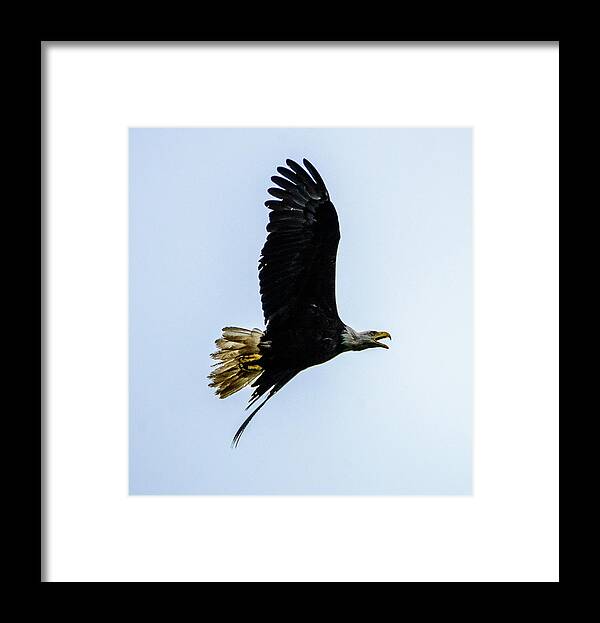 Eagle Framed Print featuring the photograph Eagle by Jerry Cahill