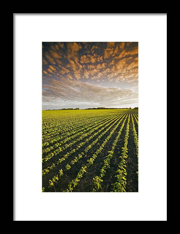 Agribusinesses Framed Print featuring the photograph Early Growth Soybean Field #1 by Dave Reede