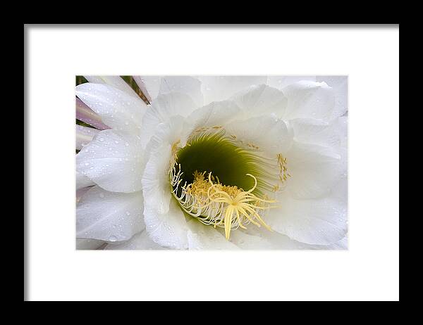 Flower Framed Print featuring the photograph Easter Lily Cactus #1 by Phyllis Denton