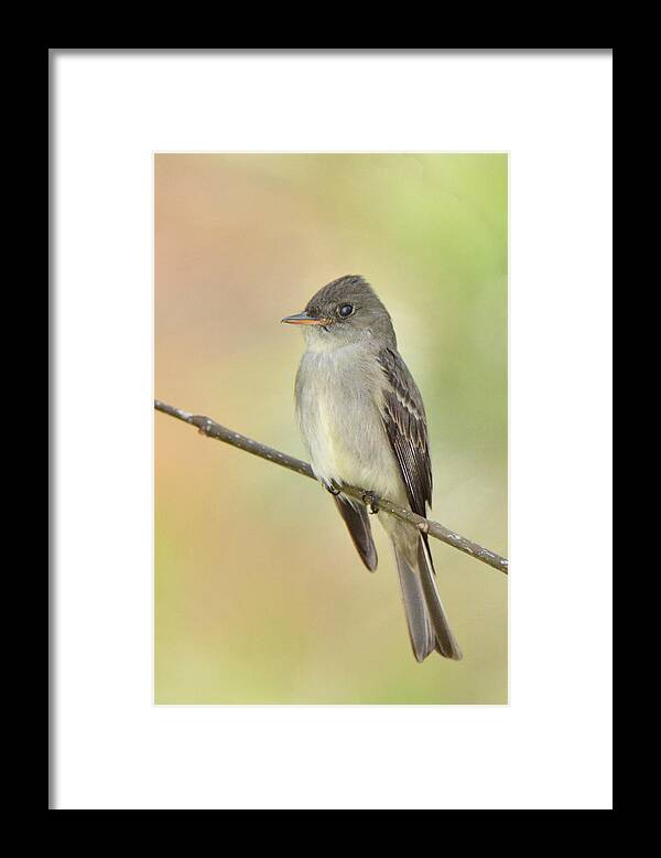 Bird Framed Print featuring the photograph Eastern Wood-Peewee #1 by Alan Lenk