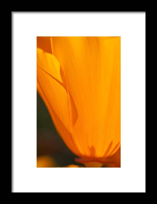 Poppy Framed Print featuring the photograph Electric Poppy #1 by Jim Dohms