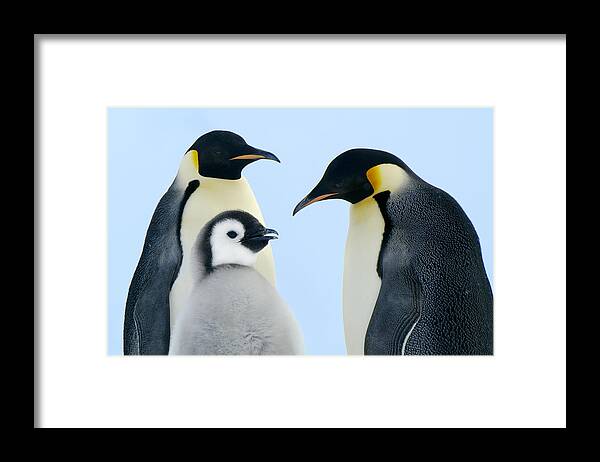 00285262 Framed Print featuring the photograph Emperor Penguin Aptenodytes Forsteri by Jan Vermeer
