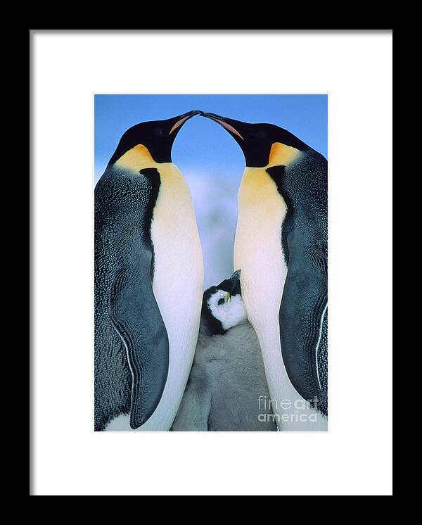 00140141 Framed Print featuring the photograph Emperor Penguin Family #1 by Tui de Roy