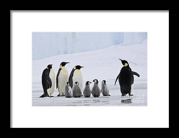 Emperor Penguin Framed Print featuring the photograph Emperor Penguins And Chicks #1 by Jean-Louis Klein & Marie-Luce Hubert