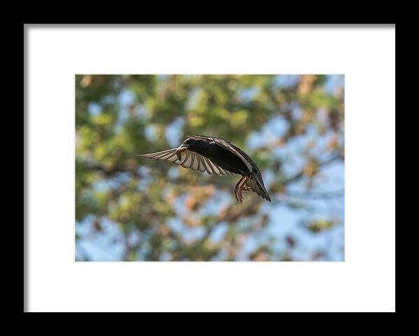 Starling Framed Print featuring the photograph European Starling  by Holden The Moment