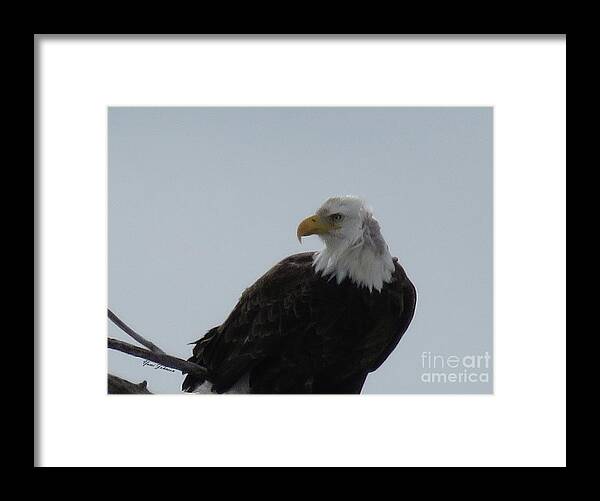 Bold Eagle Framed Print featuring the photograph Eye on you by Yumi Johnson