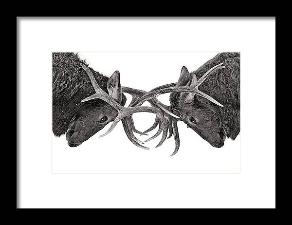 Nature Framed Print featuring the photograph Eye to eye by Jim Cumming