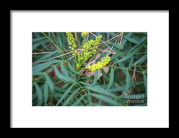 Scenic Framed Print featuring the photograph Fall Color 5528 38 #1 by M K Miller