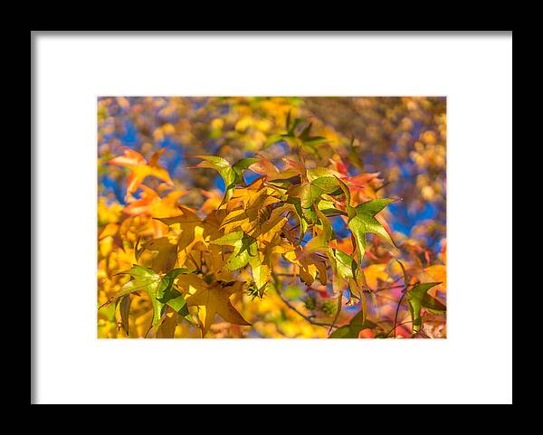 Fall Framed Print featuring the photograph Fall colors #1 by Asif Islam