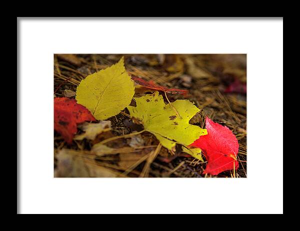 Fall Framed Print featuring the photograph Fall in New Hampshire #1 by Benjamin Dahl