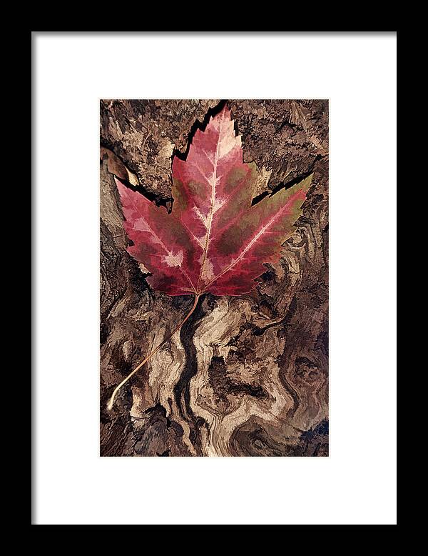 Leaf Framed Print featuring the photograph Fallen Leaf #1 by Leda Robertson