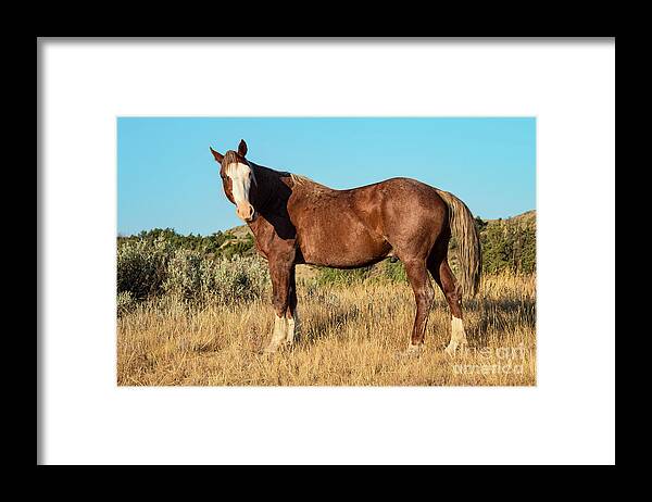Theodore Roosevelt National Park Framed Print featuring the photograph Feral Horse Two by Bob Phillips
