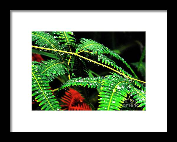 Puerto Rico Framed Print featuring the photograph Ferns and Raindrops #1 by Thomas R Fletcher