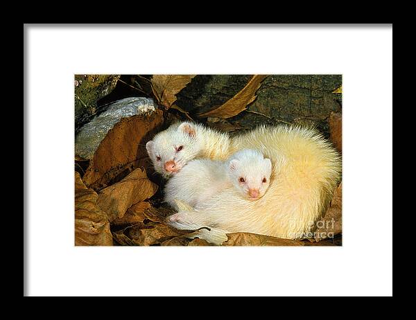 Adult Framed Print featuring the photograph Ferret Mustela Putorius Furo #1 by Gerard Lacz