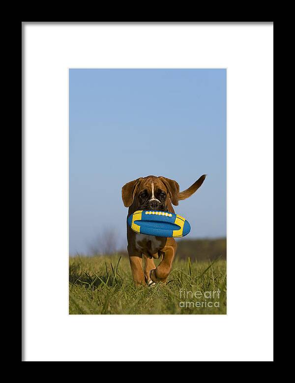 Boxer Framed Print featuring the photograph Fetching Boxer Puppy #1 by Jean-Louis Klein & Marie-Luce Hubert