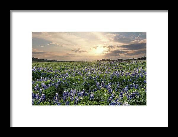 Texas Framed Print featuring the photograph Field of Blue #1 by Cathy Alba