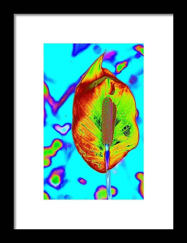 Anthurium Framed Print featuring the photograph Fired Up Anthurium #1 by Richard Henne