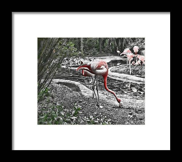 Birds Framed Print featuring the photograph Flamingos #2 by Cathy Harper