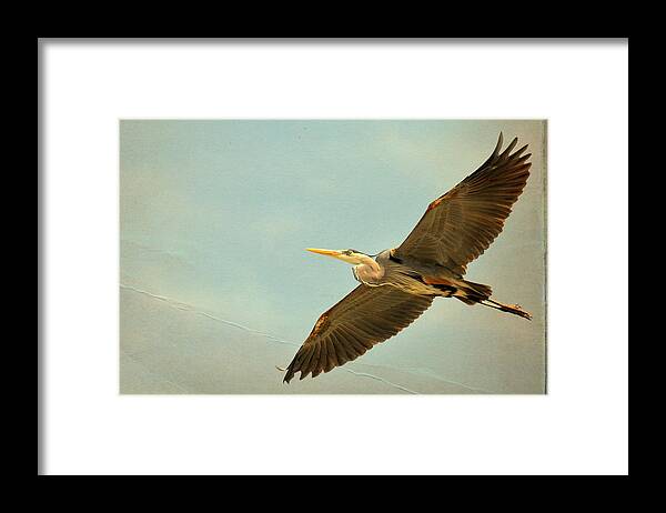 Great Blue Heron Framed Print featuring the photograph Flight Of Fancy #1 by Fraida Gutovich