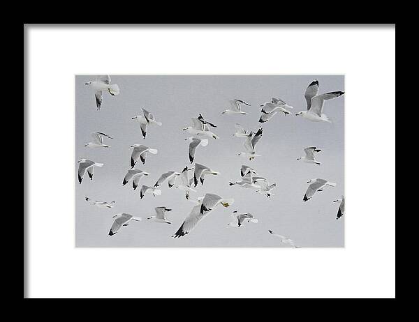 Flock Of Birds Framed Print featuring the photograph Flock of Birds #1 by Andrea Kollo
