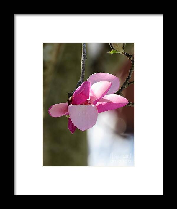 Flowering Magnolia Framed Print featuring the photograph Flowering Magnolia #1 by Anita Adams