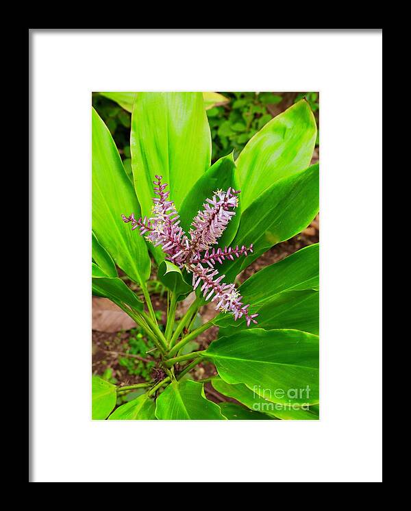 Ki Plant Framed Print featuring the photograph Flowering Ti Plant #1 by Craig Wood