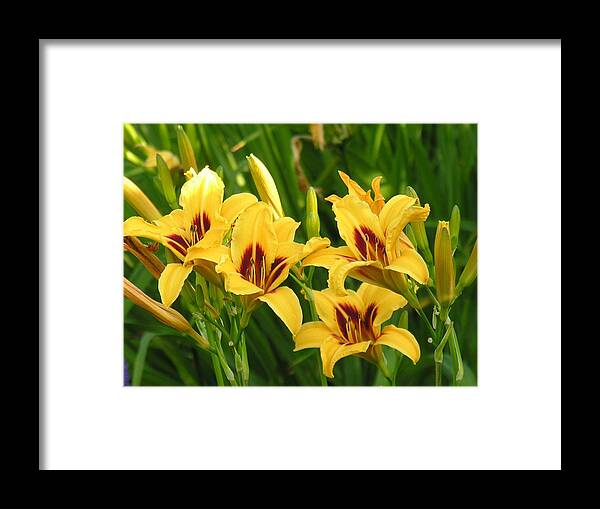 Yello Framed Print featuring the photograph Flowers #1 by Diane Lesser