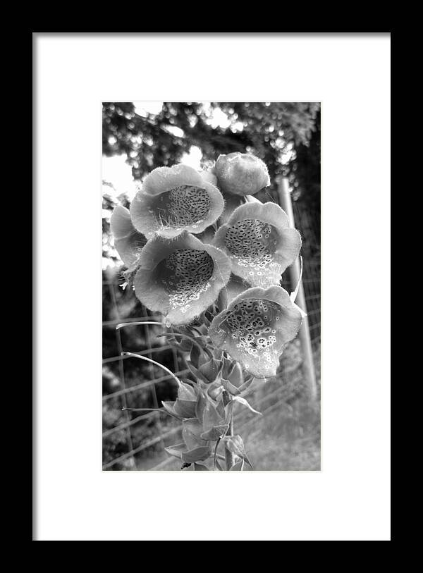 Foxglove Framed Print featuring the photograph Foxglove flower #1 by Lukasz Ryszka