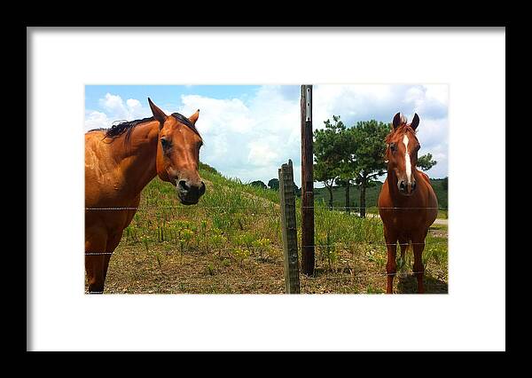 Horse Framed Print featuring the photograph Friendly Stallions by Kenny Glover