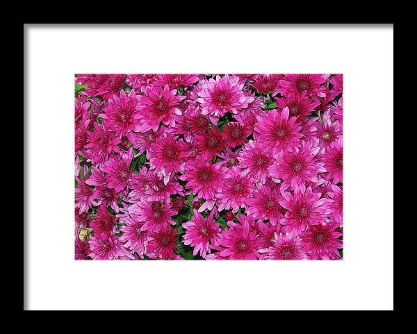 Mum Framed Print featuring the photograph Fuchsia Mums #1 by Robyn Stacey
