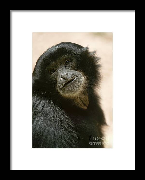 Asia Framed Print featuring the photograph Funky Gibbon #1 by Andrew Michael
