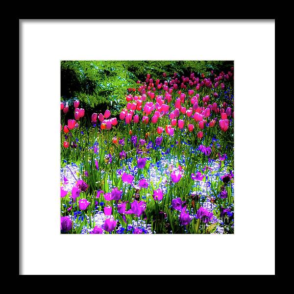 Tulips Framed Print featuring the photograph Garden Flowers with Tulips by D Davila