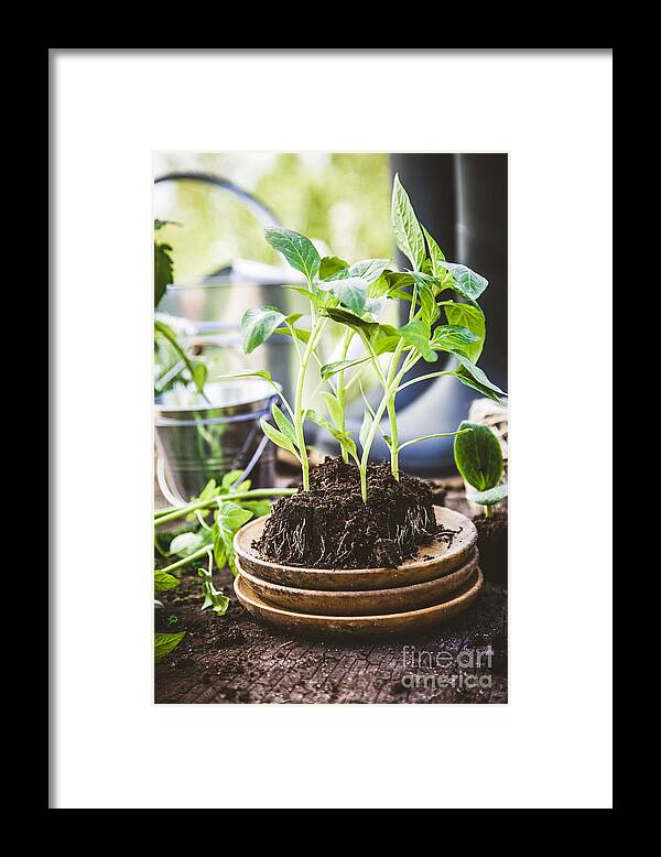 Agriculture Framed Print featuring the photograph Garden #1 by Mythja Photography