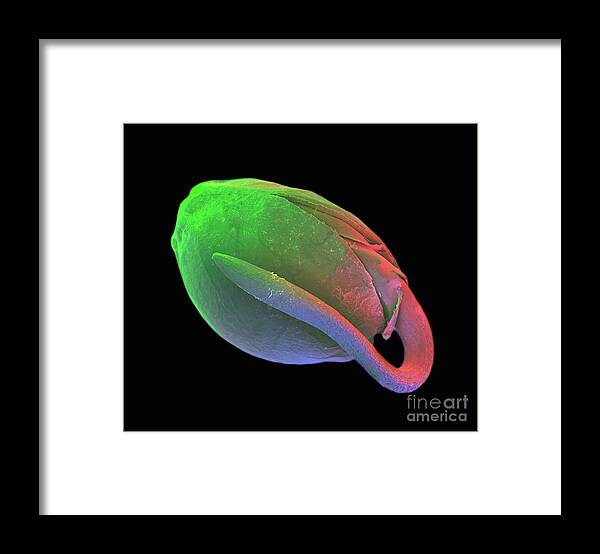 Epromo04172018a Framed Print featuring the photograph Germinating Marijuana Seed #2 by Ted Kinsman