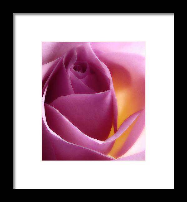 Rose Framed Print featuring the photograph Glowing Pink Rose by Johanna Hurmerinta