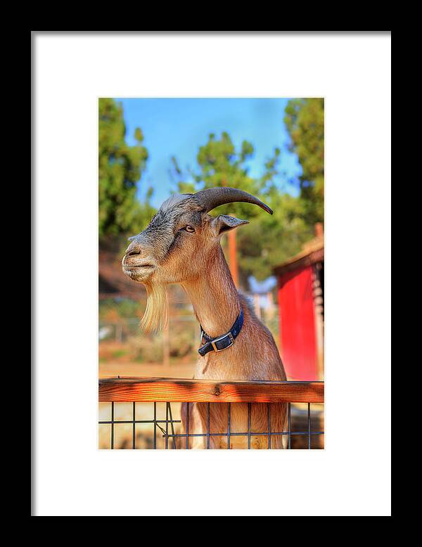 Animal Framed Print featuring the photograph Goat #1 by Brian Cross