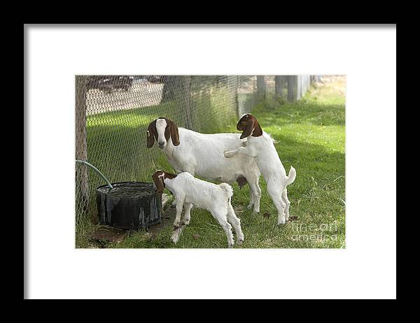Boer Goat Framed Print featuring the photograph Goat With Kids by Inga Spence