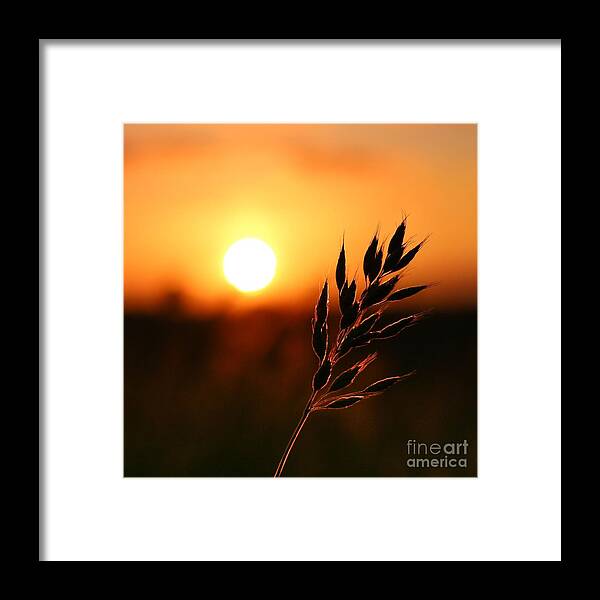  Framed Print featuring the photograph Golden Sunset #1 by Franziskus Pfleghart