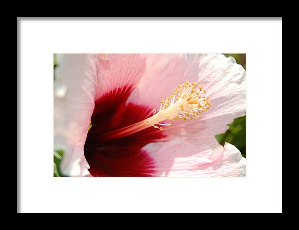  Hibiscus Framed Print featuring the photograph Good Morning World #2 by Linda Benoit