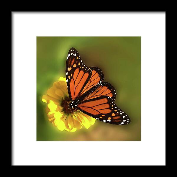 Monarch Butterfly Framed Print featuring the photograph Grace #1 by Don Spenner