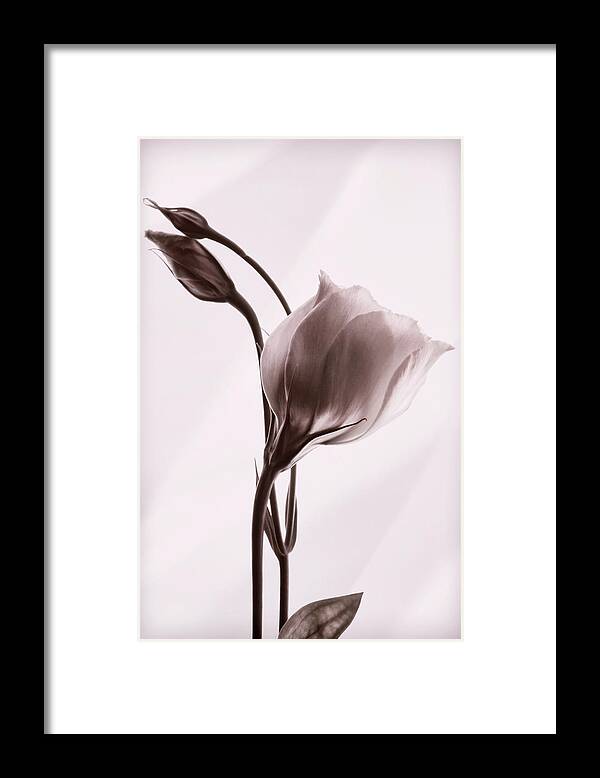 Lisianthus Flowers Framed Print featuring the photograph Grace in Simplicity #1 by Leda Robertson