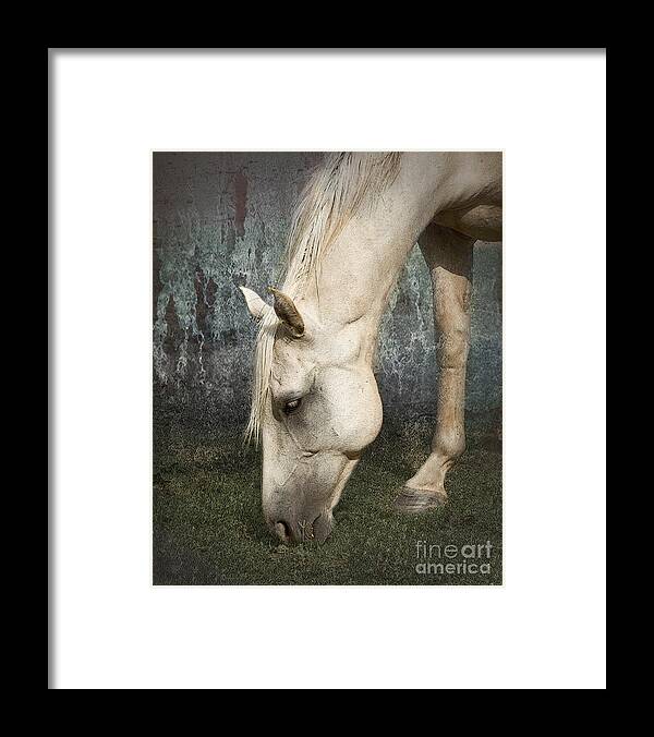 Horse Framed Print featuring the photograph Grazing #1 by Betty LaRue
