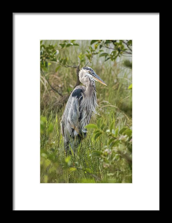 Bird Framed Print featuring the photograph Great Blue Heron Shark Valley Everglades Florida #1 by Adam Rainoff
