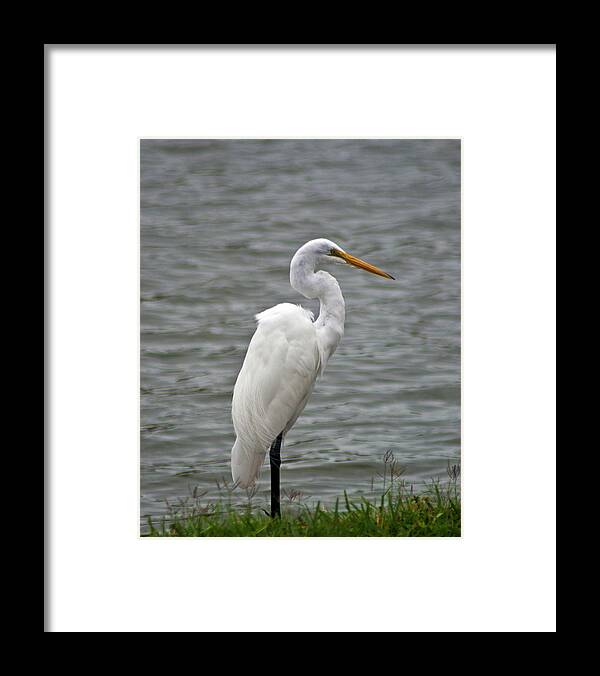 Great Egret Framed Print featuring the photograph Great Egret #1 by Bill Barber