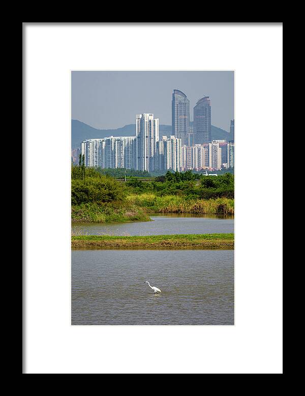 China Framed Print featuring the photograph Great Egret Shenzhen Skyline Mai Po Hong Kong China #2 by Adam Rainoff