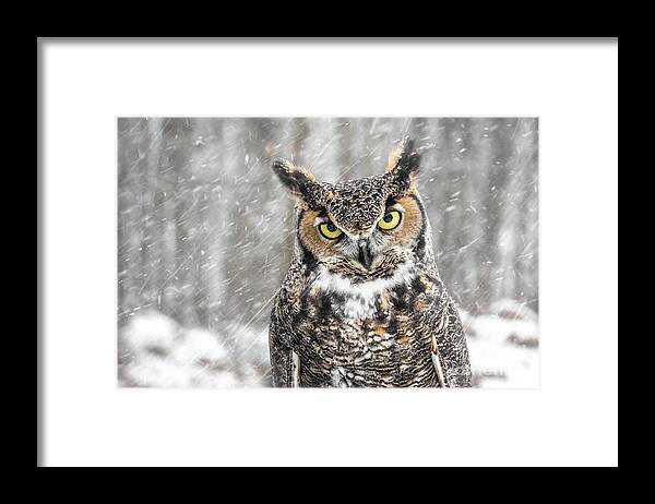 Great Horned Owl Framed Print featuring the photograph Great Horned Owl #2 by Angie Rea